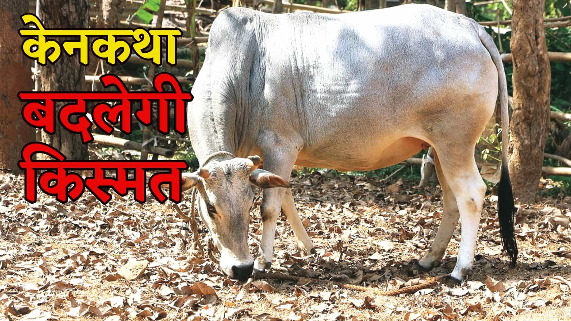 100 गांवों को चिह्नित किया गया है, जहां देसी नस्ल की गायें अधिक हैं।