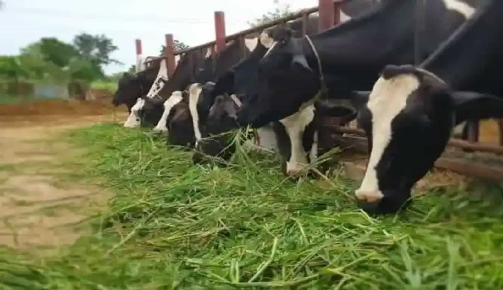 सूखे की वजह से आगामी महीनों में चारे का संकट जन्म ले सकता है।