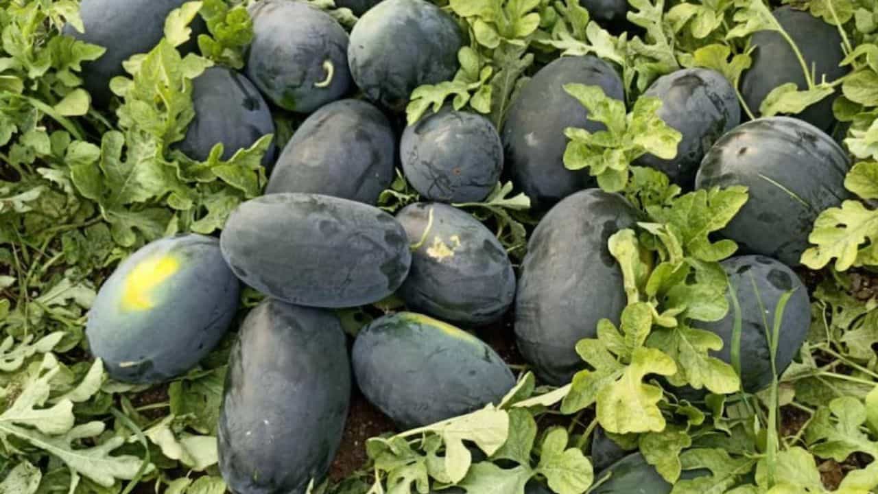 मतीरे के बीज किसानों को बेहतरीन भाव दे रहे हैं।