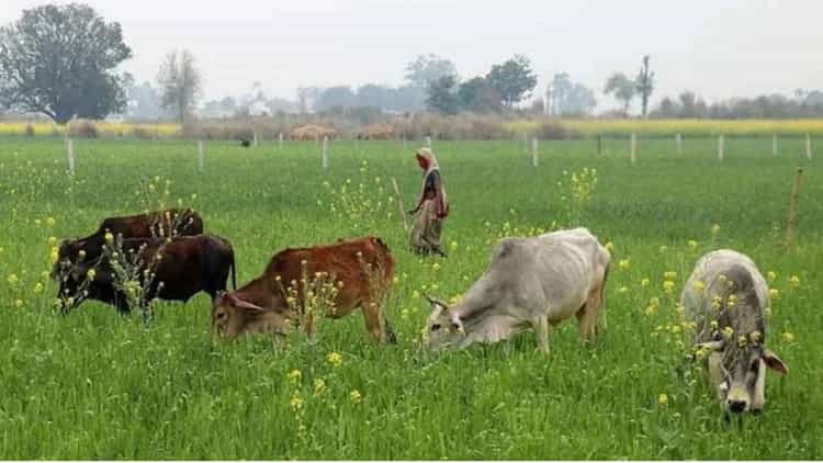 उत्तराखंड : आवारा पशुओं से किसानों को मिलेगी राहत, पशुपालन से हर माह 12 हजार तक कमाई का मौका - Uttarakhand Farmers Will Get Relief From Stray Animals Opportunity To Earn Up