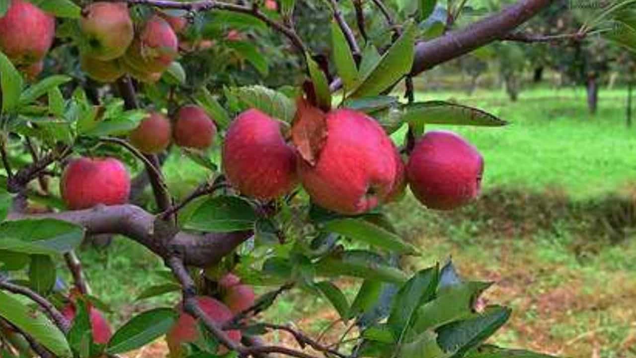 सेब उत्पादक चिंतित