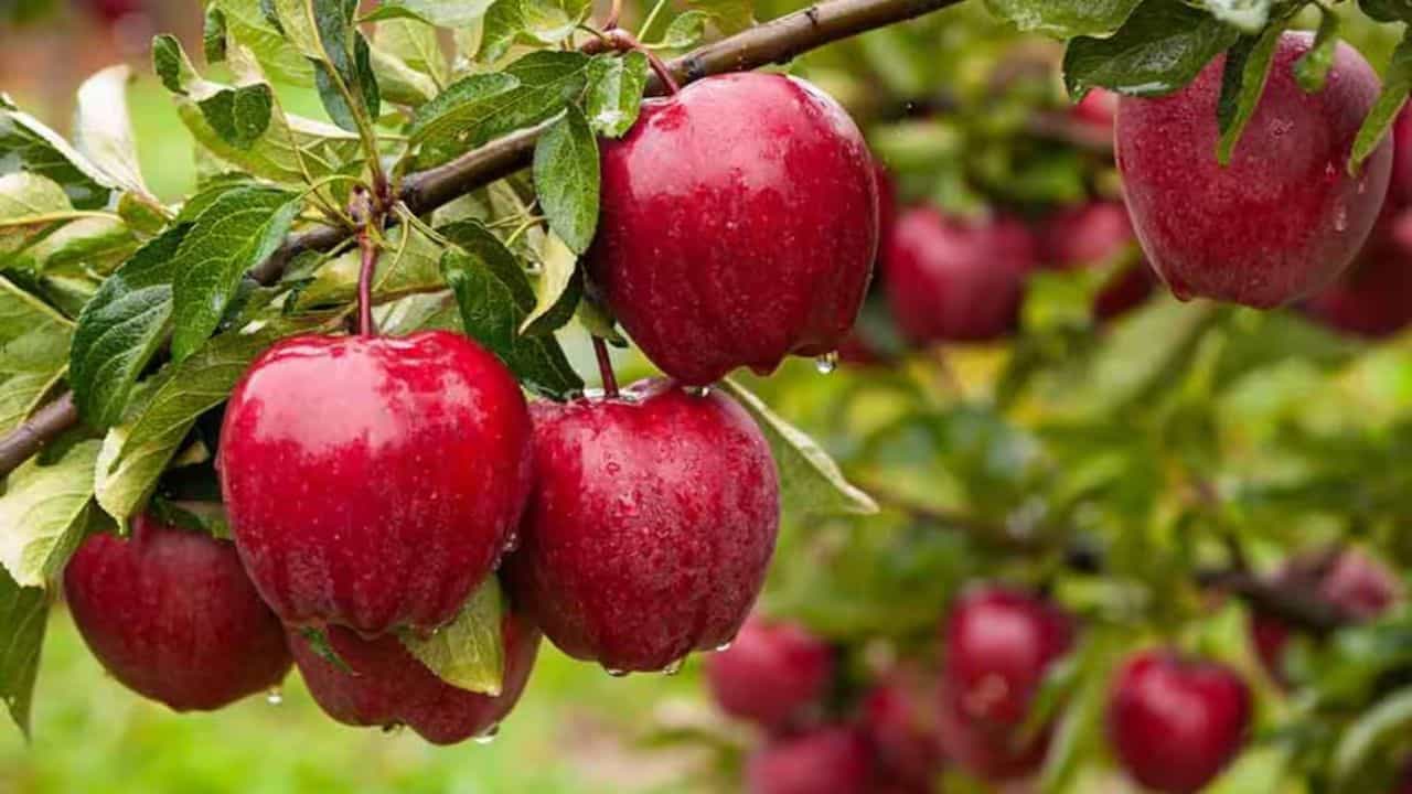 हिमाचल में MIS के तहत सेब खरीद 4,188.504 मीट्रिक टन पहुंची।