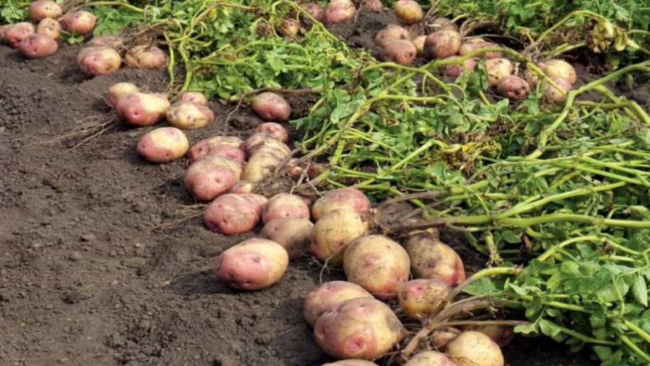 विदेश में यूपी के आलू की मांग में उछाल।