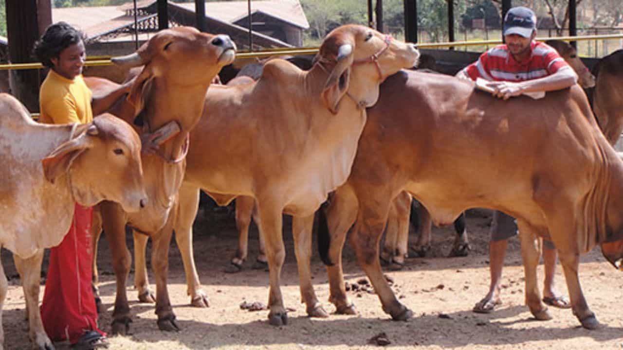 गोशालाओं को गो पर्यटन से जोड़ेगी यूपी सरकार।
