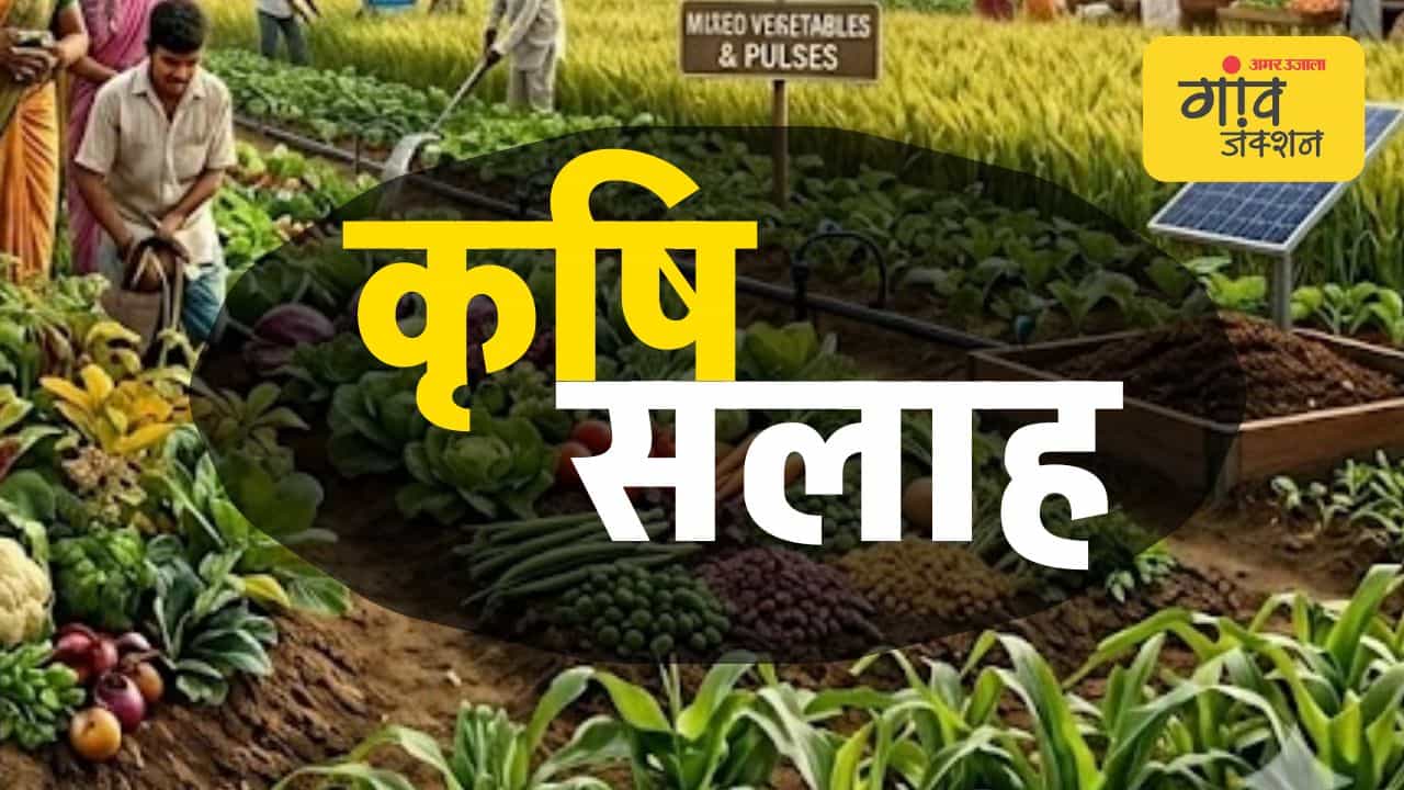 हिमाचल के किसानों को कृषि विश्वविद्यालय पालमपुर की रबी सीजन के लिए सलाह।