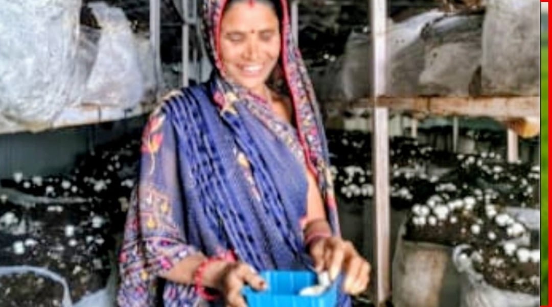 मशरूम उत्पादन से भी महिलाएं बड़ी संख्या में जुड़ी हैं।
