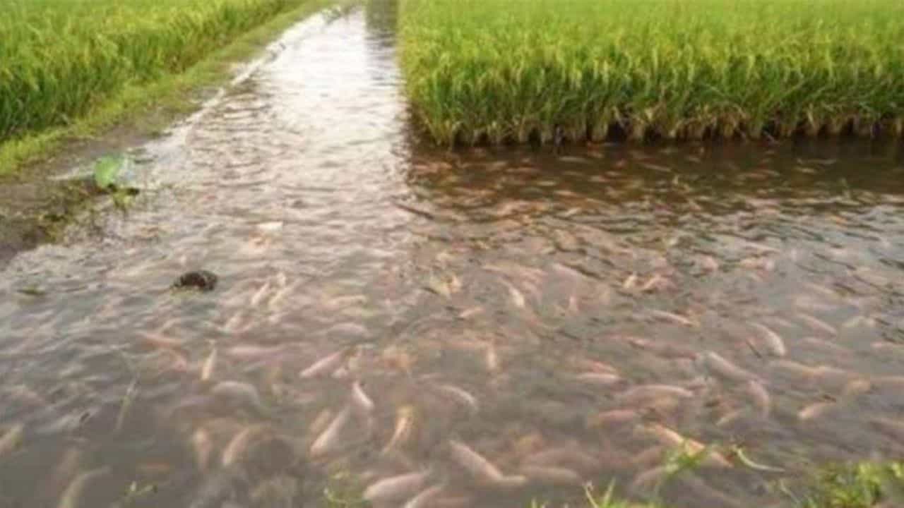 मछली पालन में नुकसान का डर होगा कम।