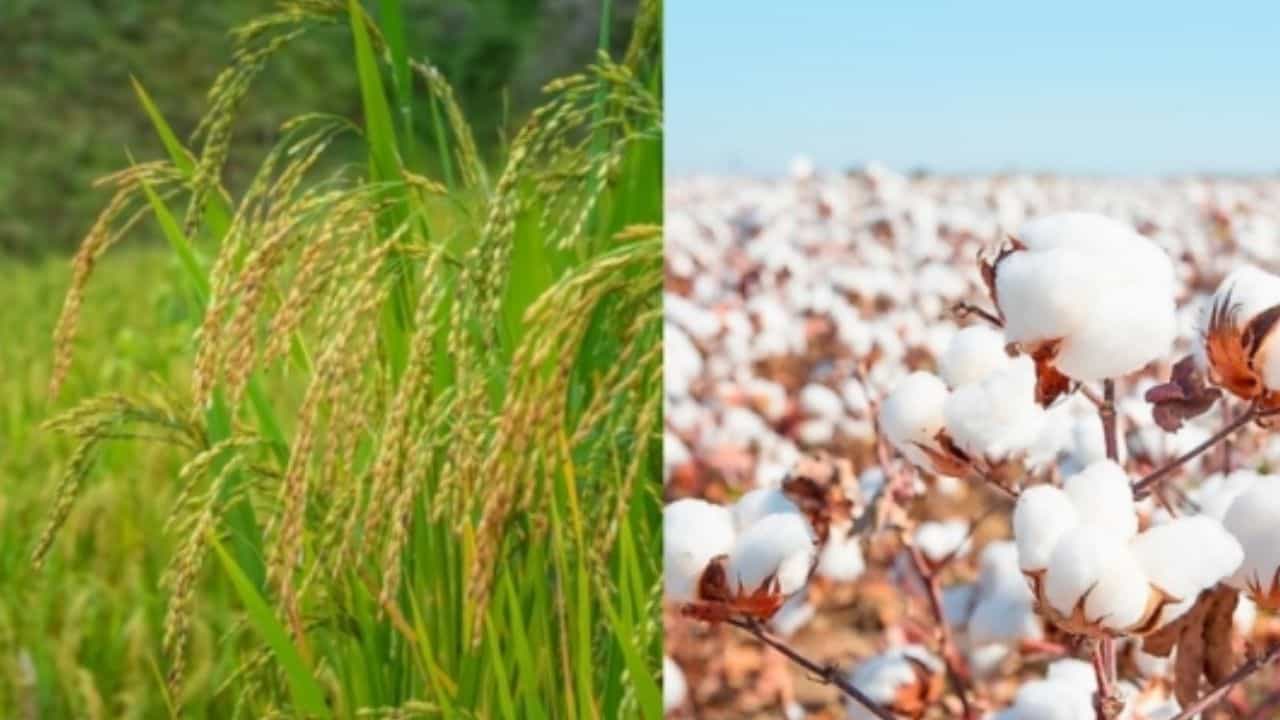 धान और कपास