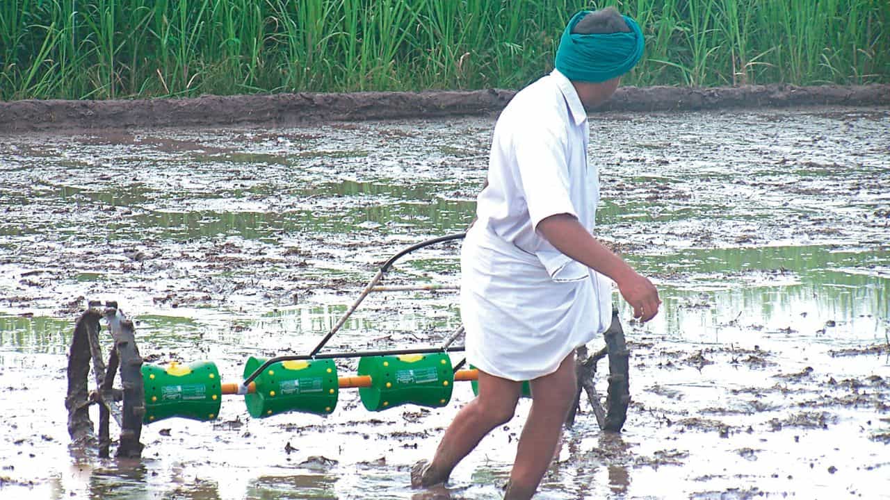 धान की सीधी बुवाई