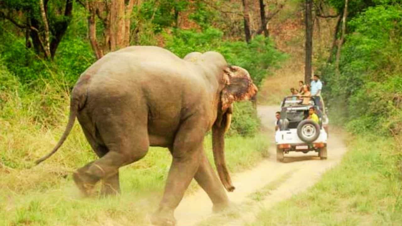 इंसानों और वन्यजीवों के बीच टकराव रोकने की तैयारी