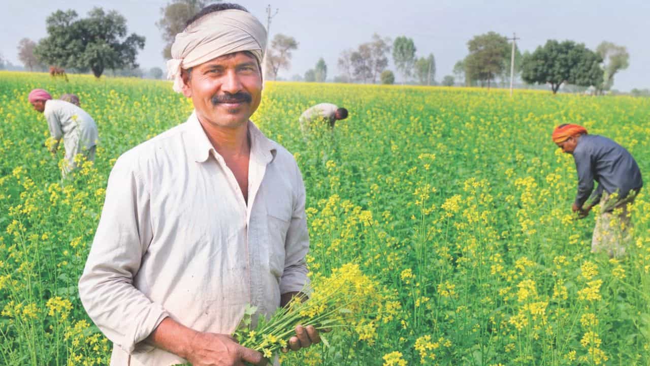 सरसों के लिए खेत तैयार करने का सही तरीका