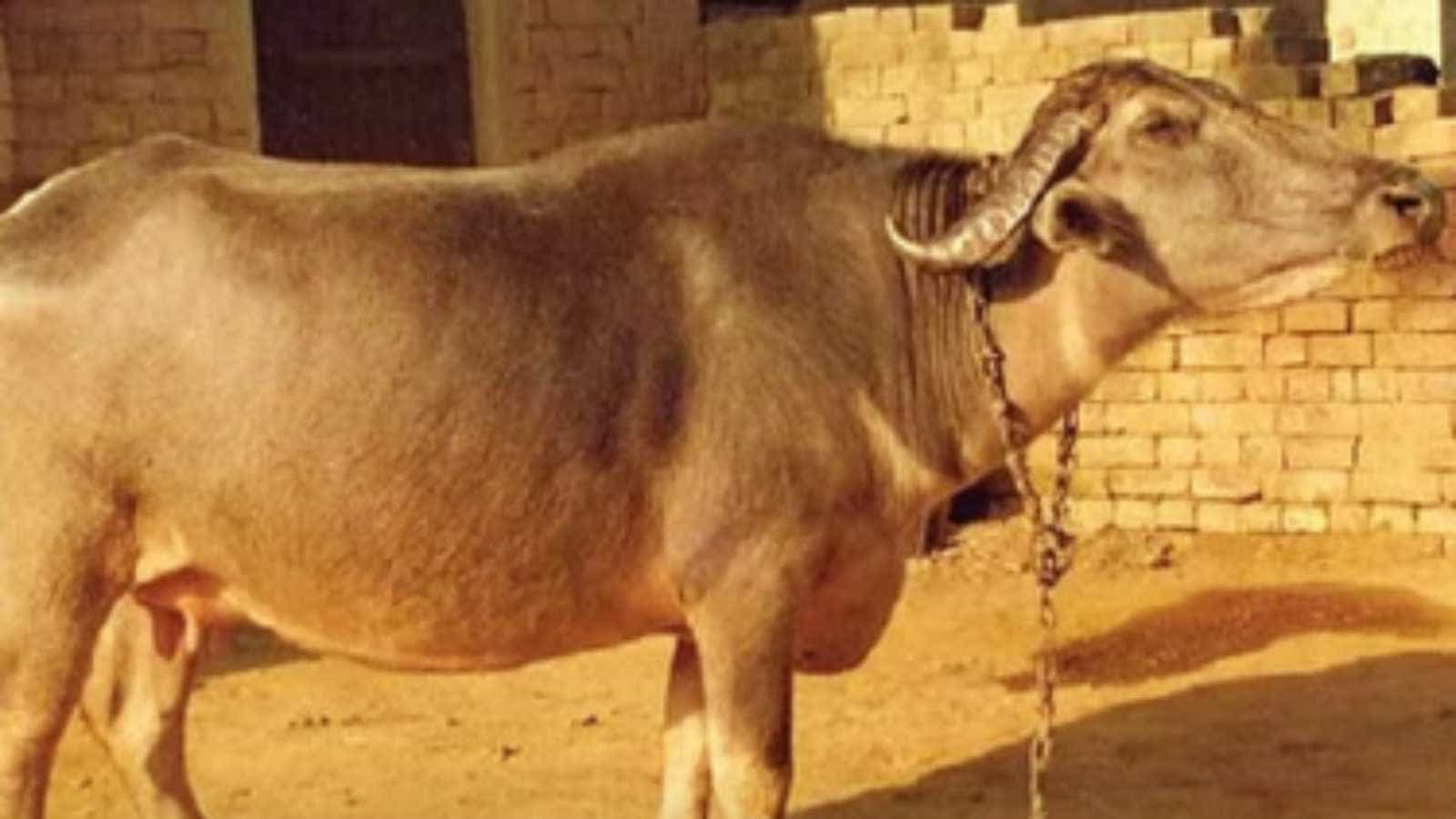 भदावरी भैंस का दूध मावा-घी वालों की पहली पसंद