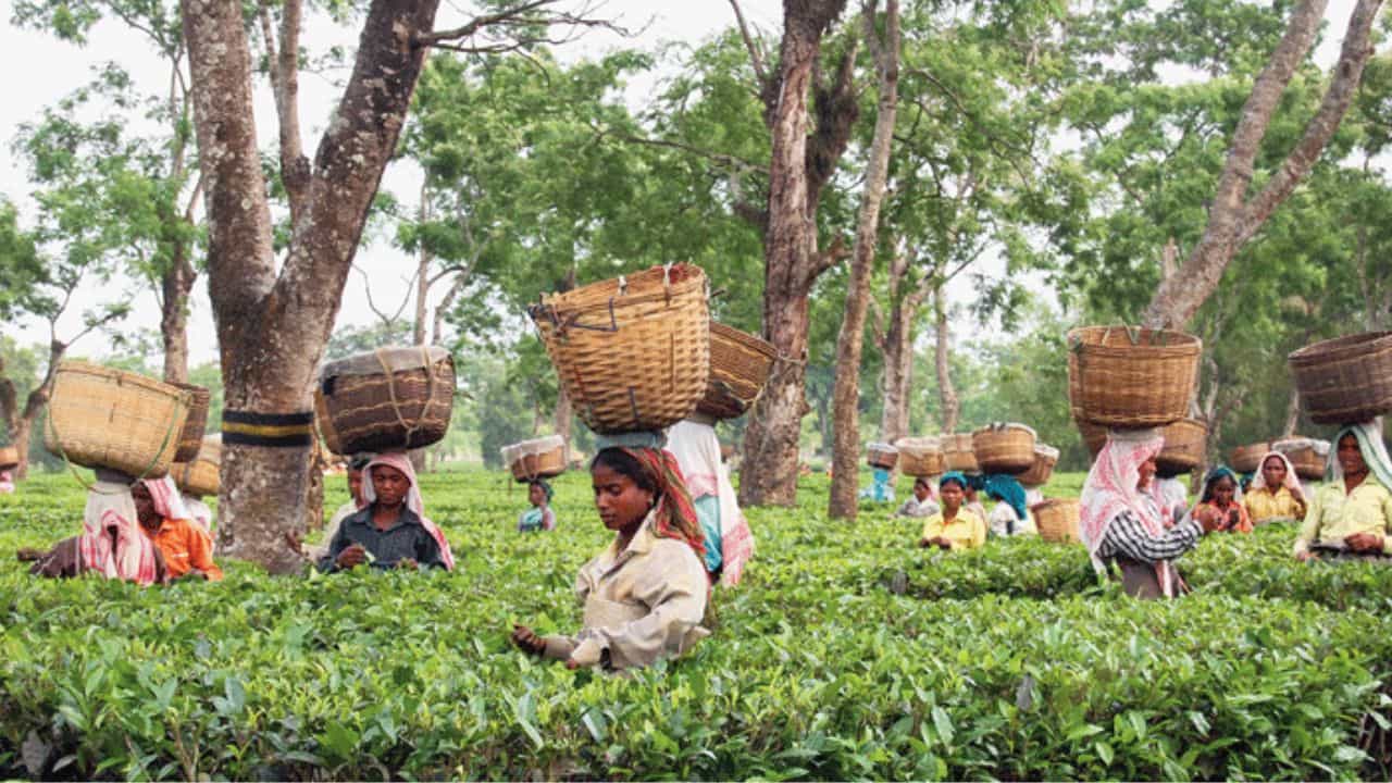 केरल के बागान क्षेत्र में उलट तस्वीर