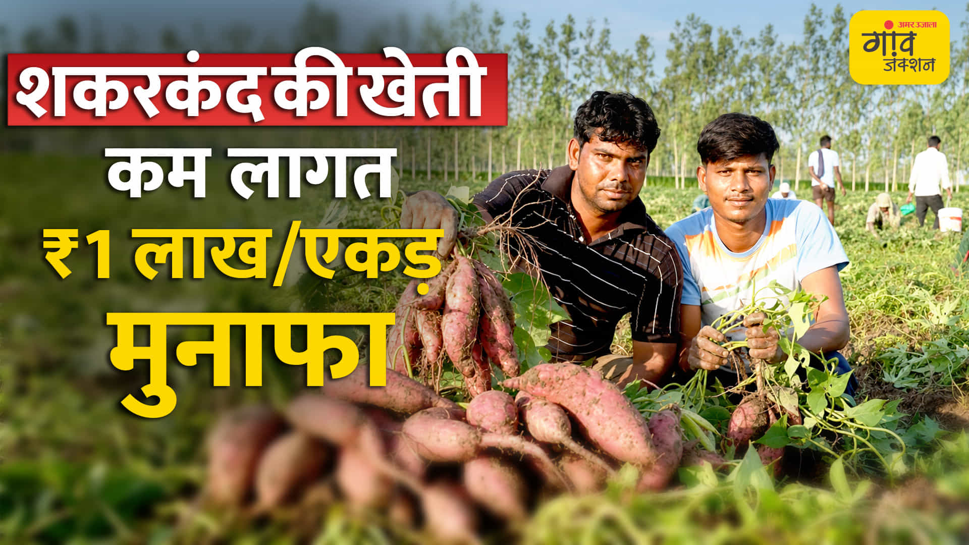 मूंगफली छोड़ शकरकंद की खेती
