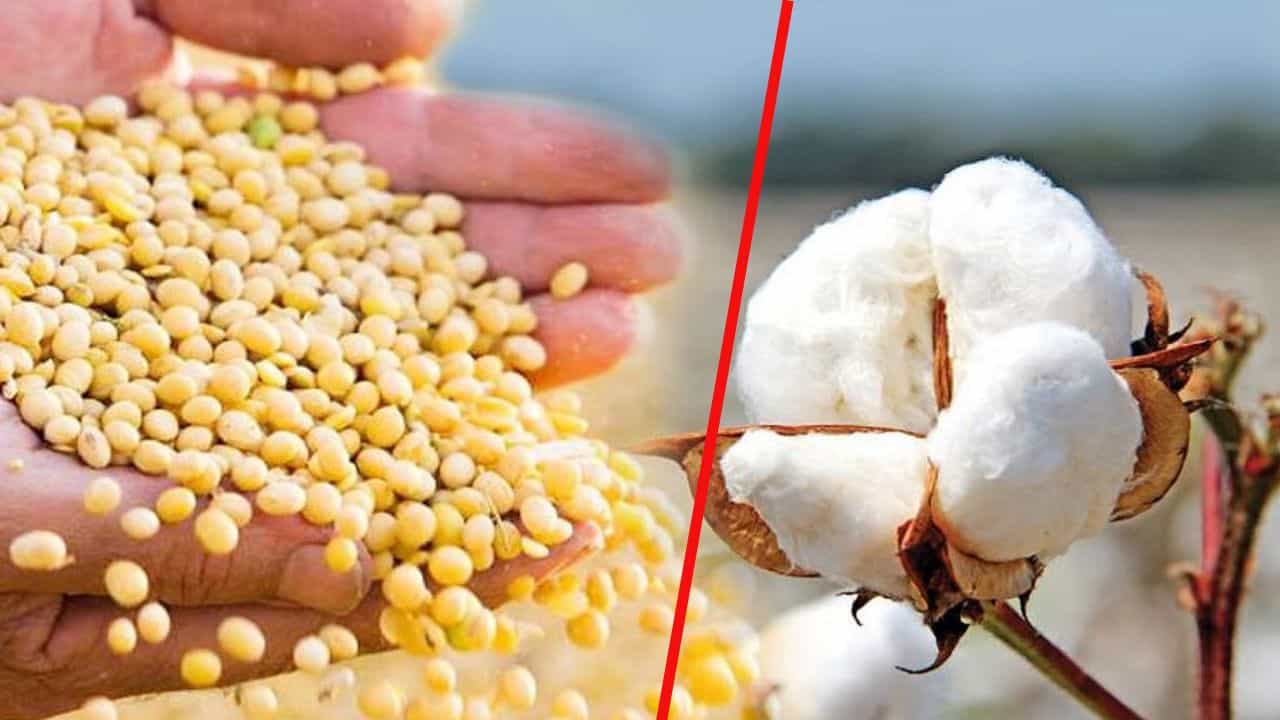 यवतमाल में सूखे की मार, सोयाबीन-कपास बर्बाद