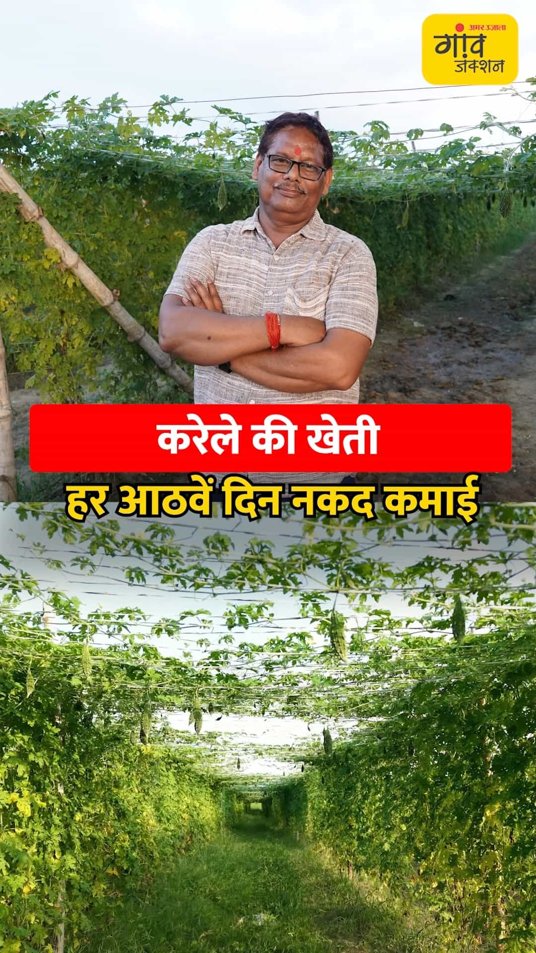 करेले की खेती बिजनेस से कम नहीं।