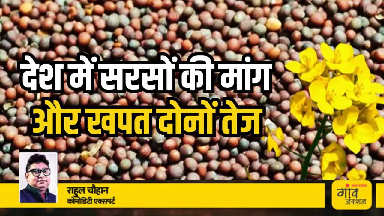 मंडियों में सरसों की घटी आवक