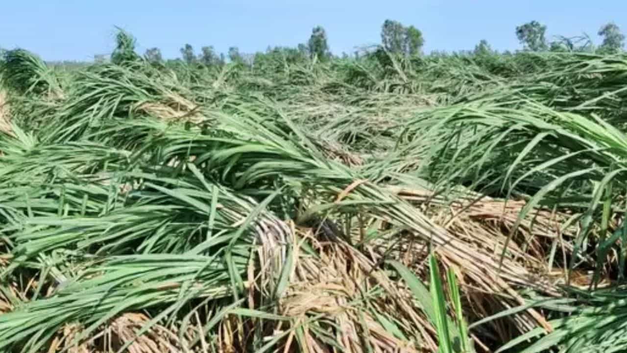 गन्ना गिरने से क्यों घटती है मिठास?