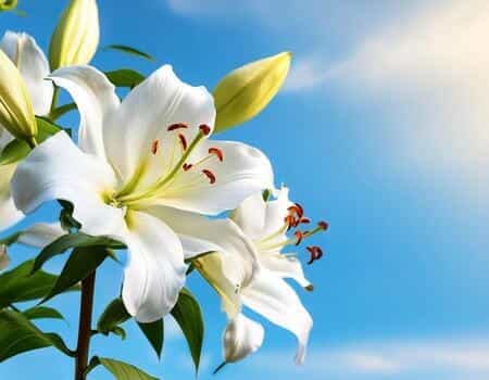 लिलियम की खेती में कितना निवेश और मुनाफा?