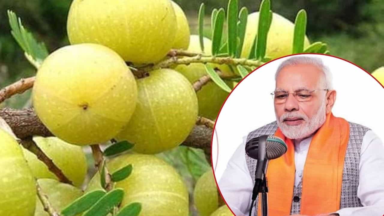 मन की बात में छाया प्रतापगढ़ का आंवला