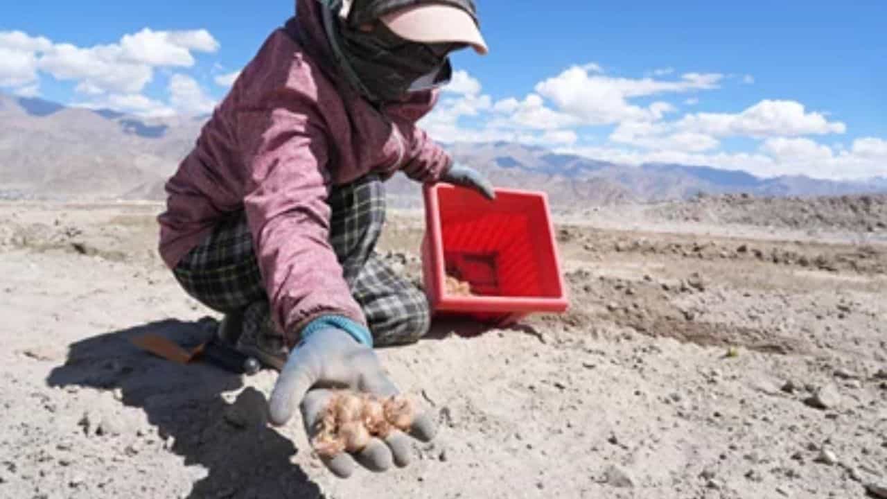 लद्दाख की बंजर जमीन का बदलेगा रंग : लहलहाएगी केसर की फसल