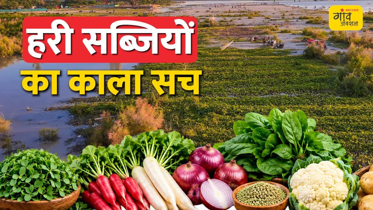 यमुना के प्रदूषित पानी से उगी सब्जियां
