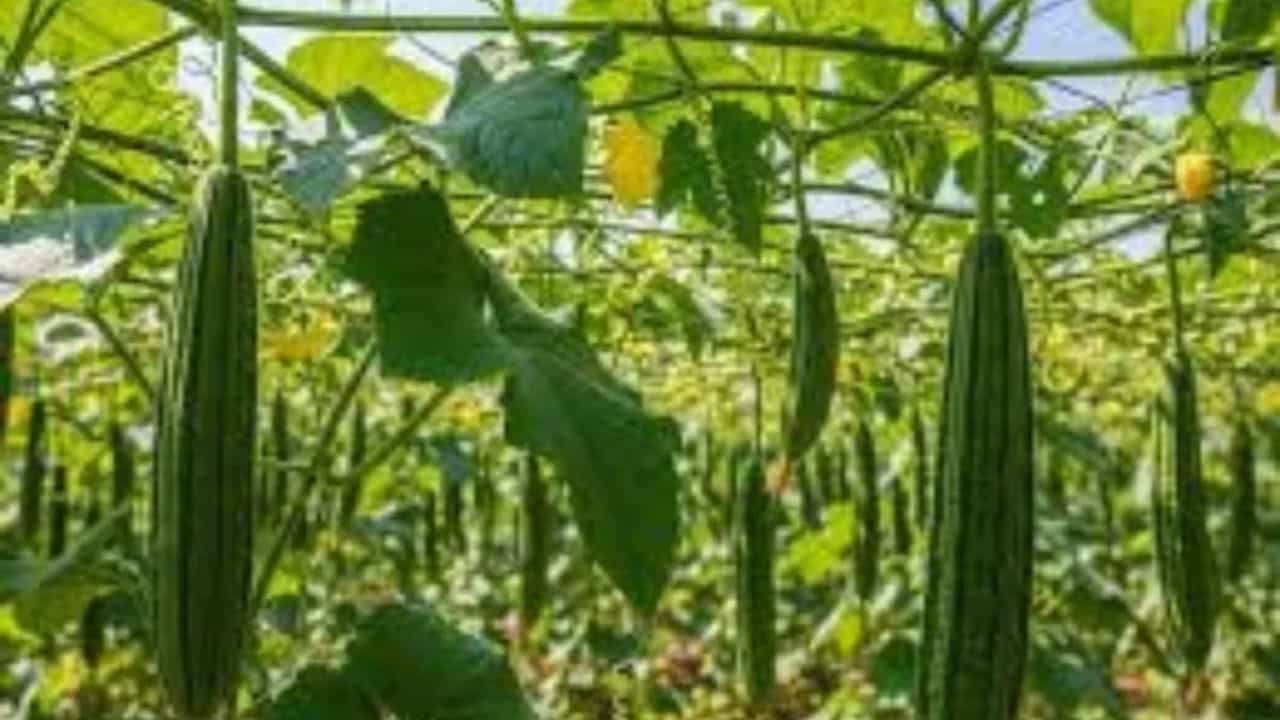 मचान-मल्चिंग से तोरई की खेती