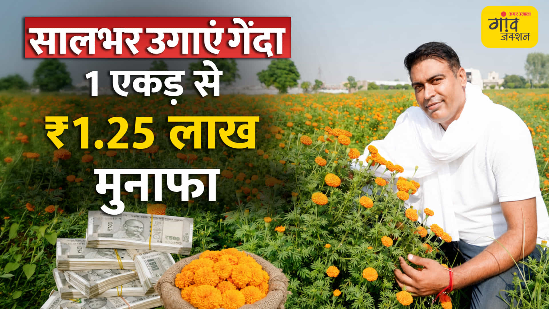 गेंदे की खेती