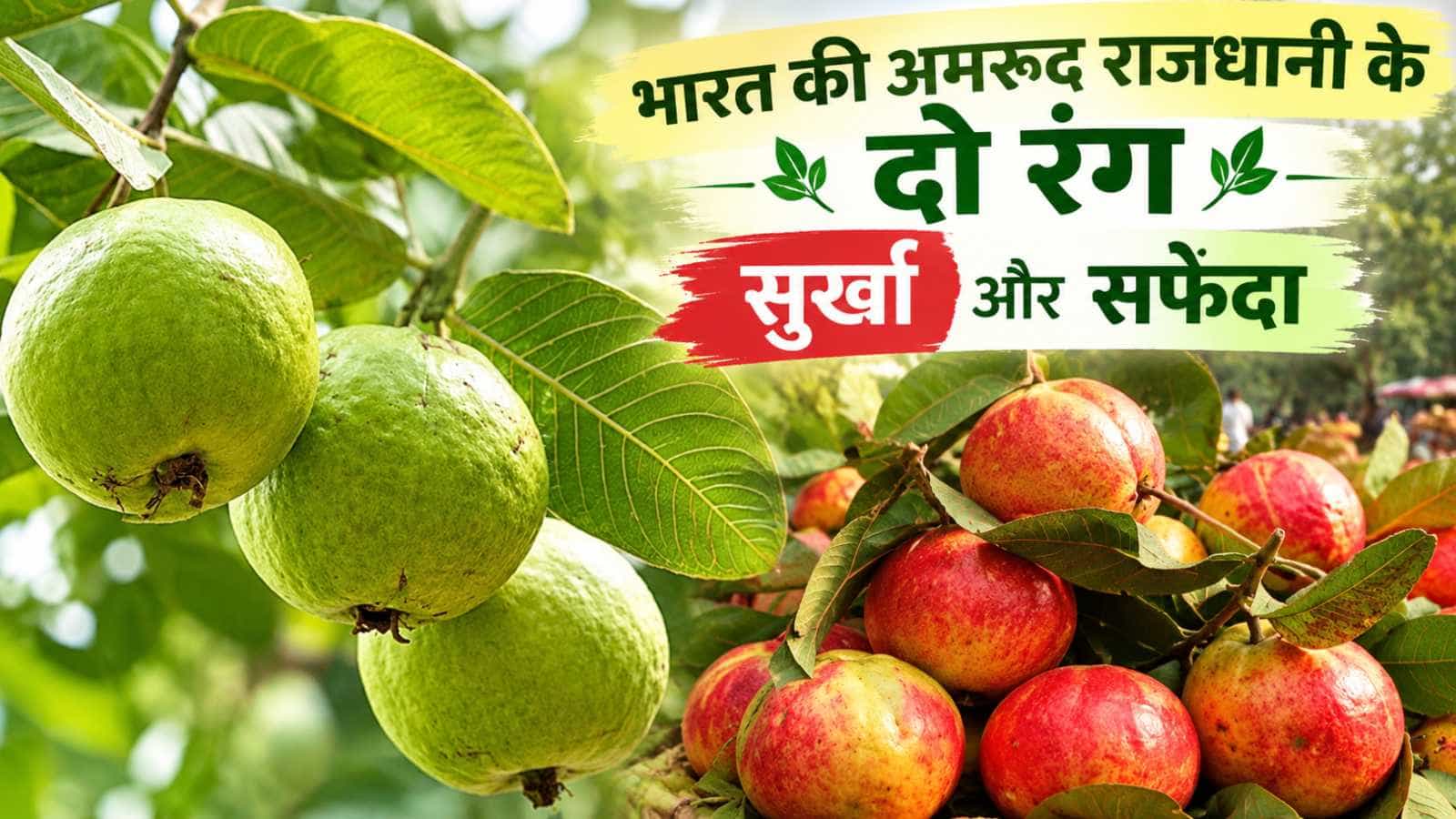 भारत की अमरूद राजधानी प्रयागराज के गंगा-यमुना की मिट्टी में पैदा होती हैं सफेदा व सुर्खा किस्में।