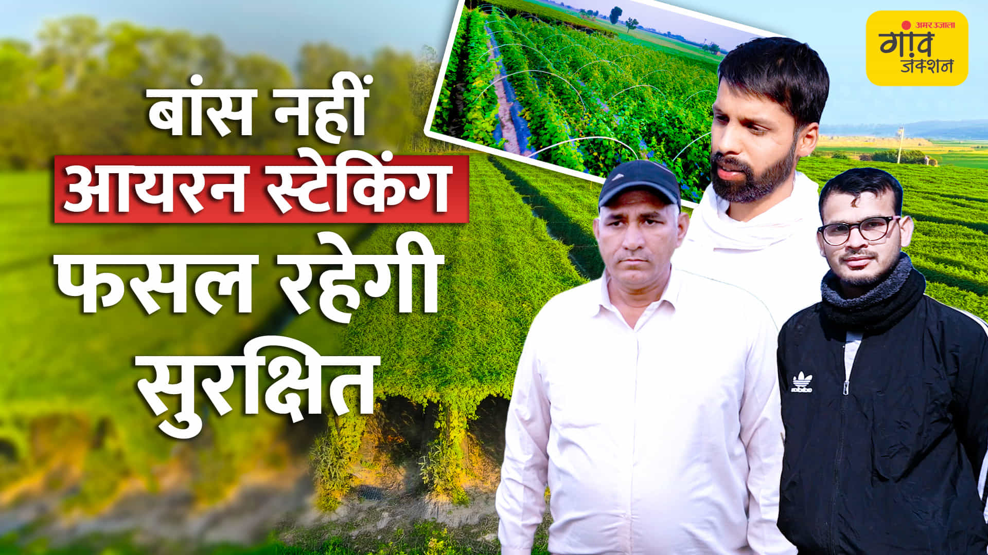 बांस नहीं, लोहे की स्टेकिंग से दोगुना उत्पादन