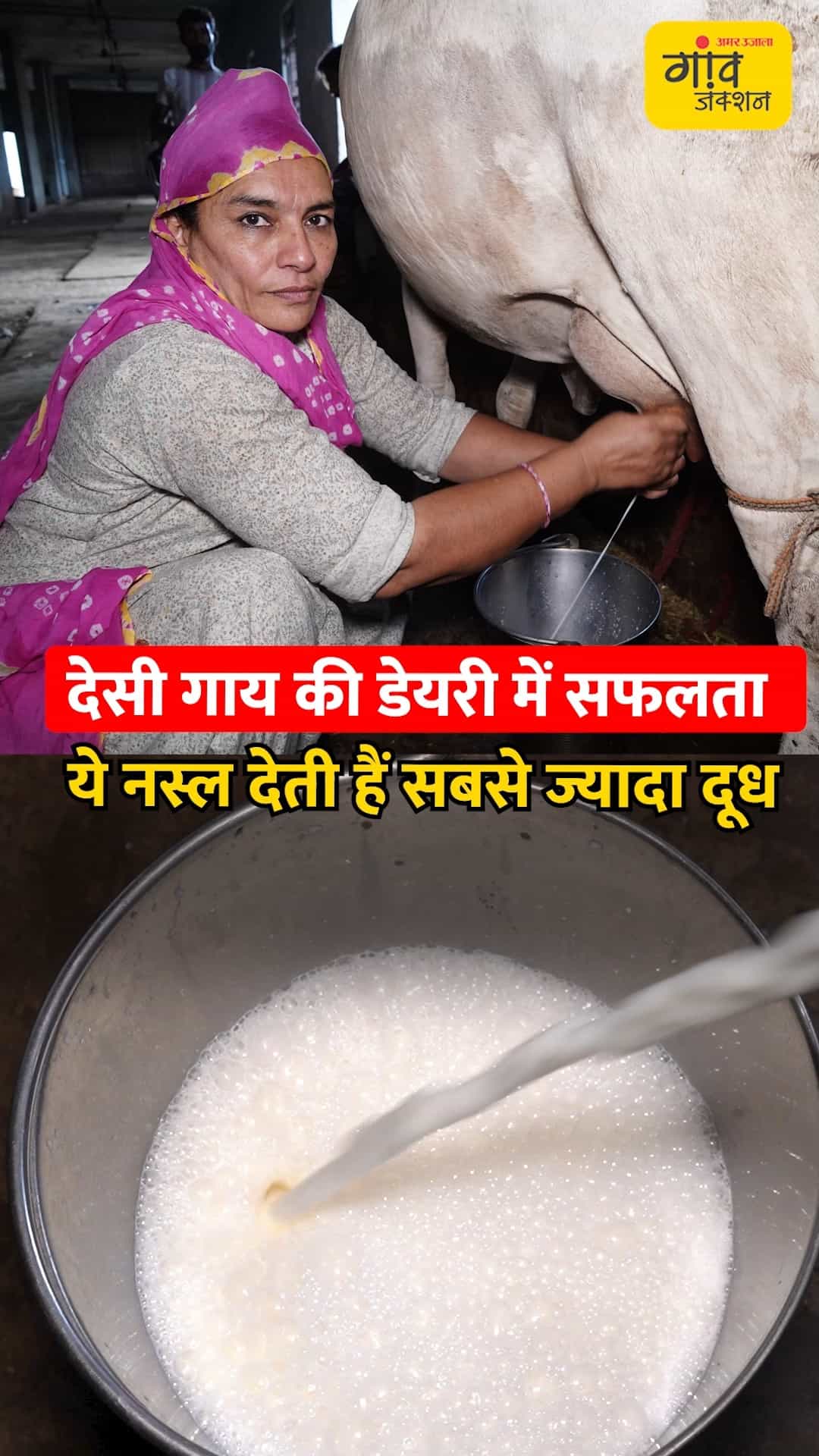 देसी गाय की डेयरी शुरू करने से पहले इन बातों का रखें खास ध्यान