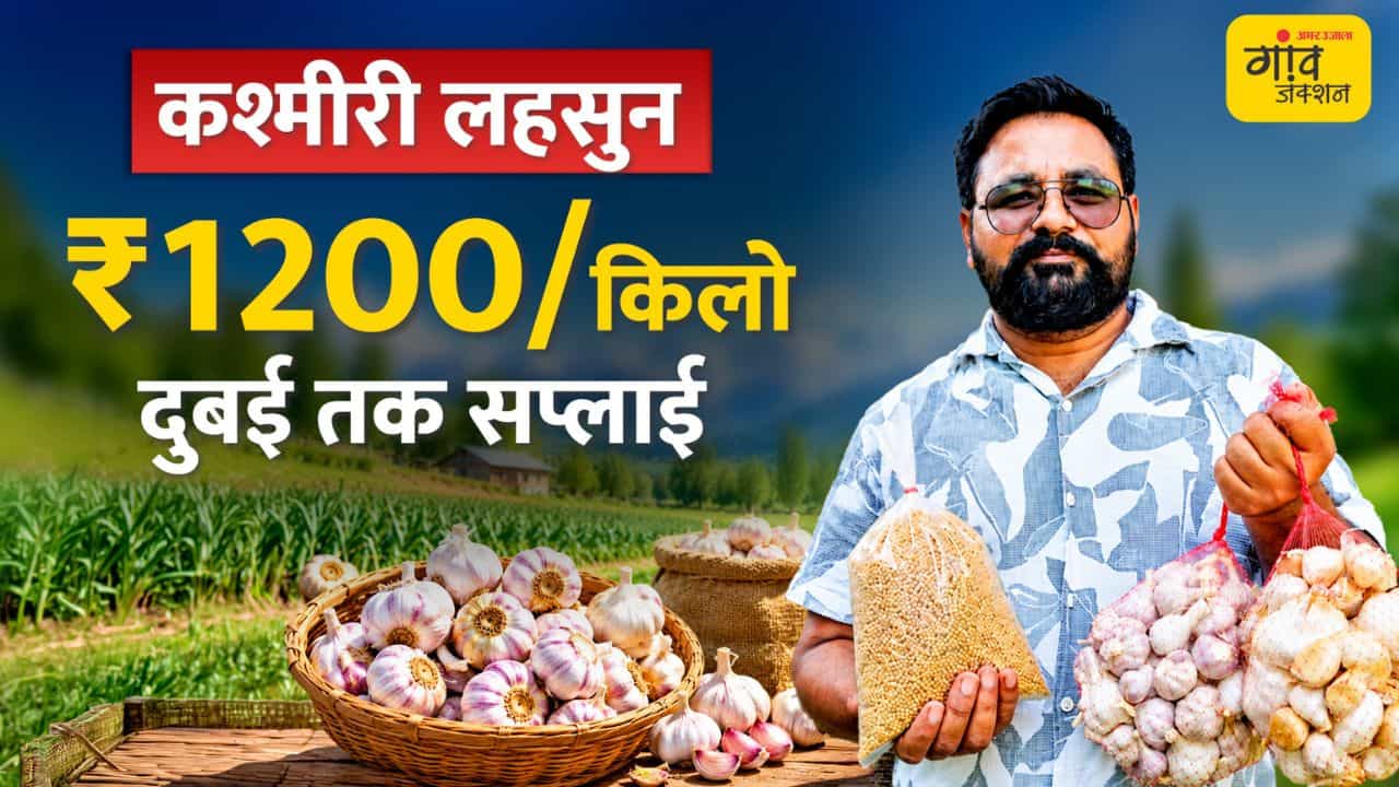 कश्मीरी लहसुन की खेती