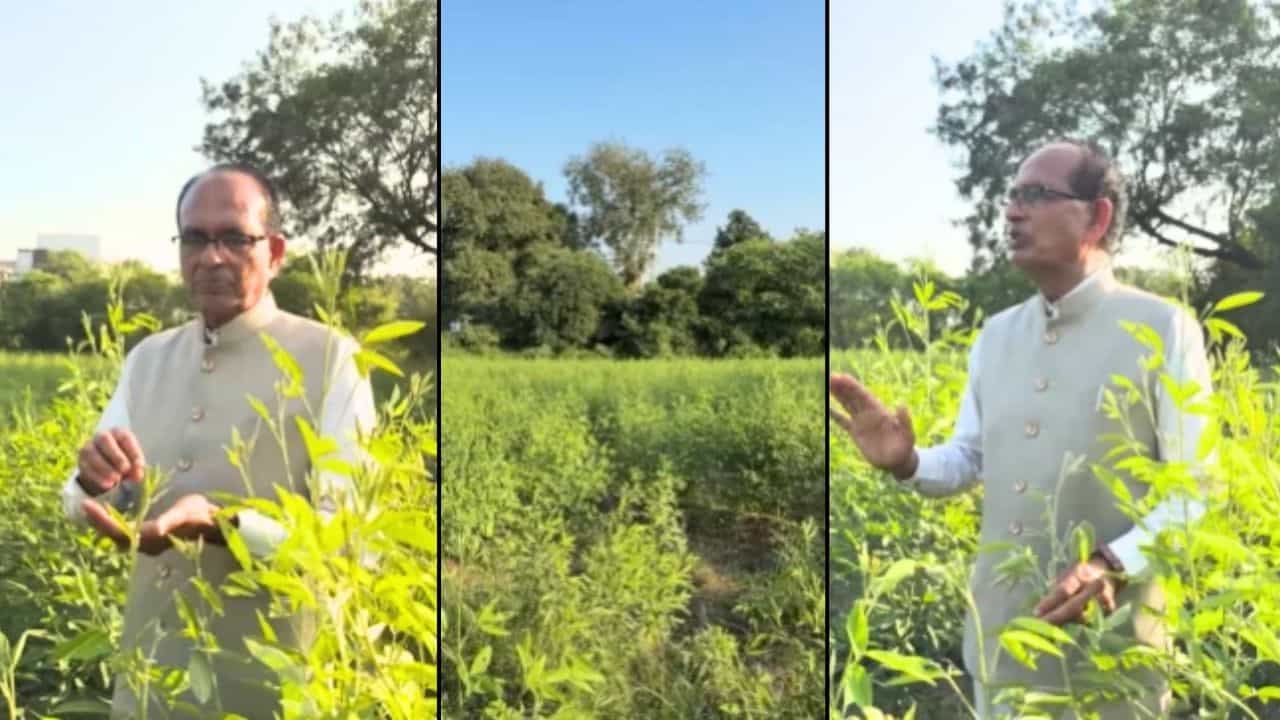 केंद्रीय कृषि मंत्री शिवराज सिंह चौहान ने अपने खेत में प्राकृतिक तरीके से तुअर उगाई।