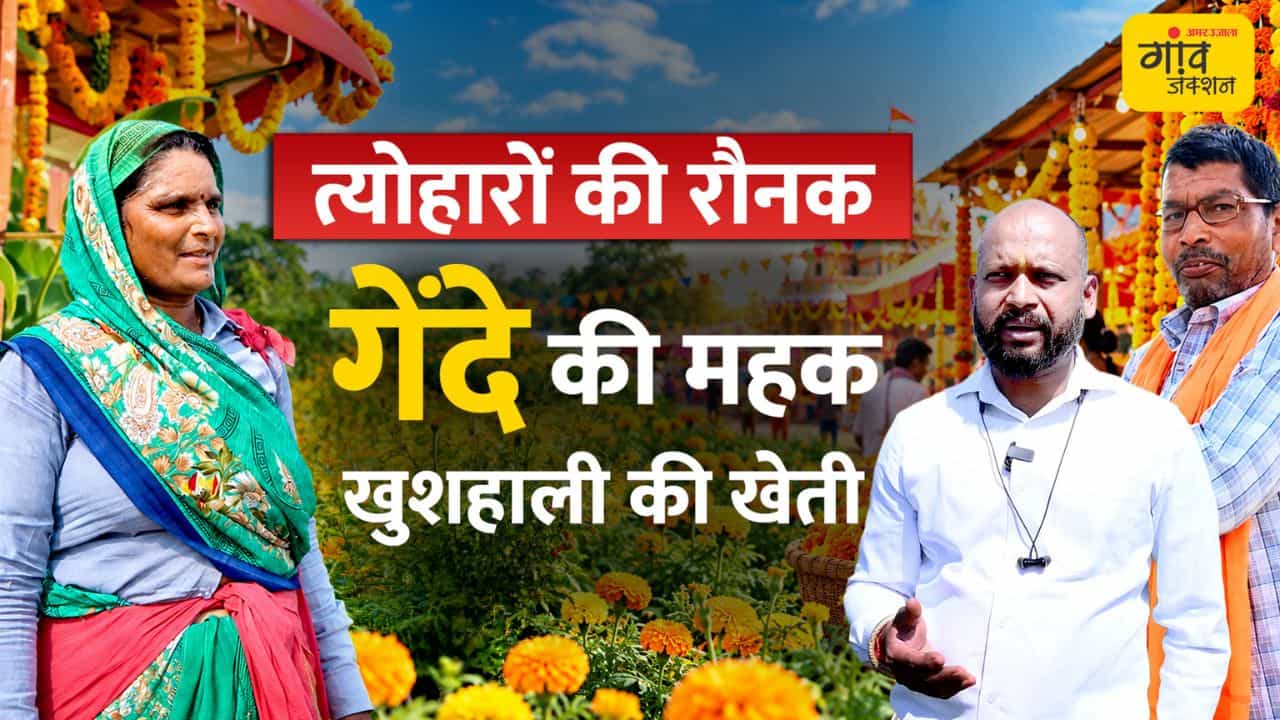 नवरात्रि-दिवाली पर गेंदा देगा बेहतर भाव