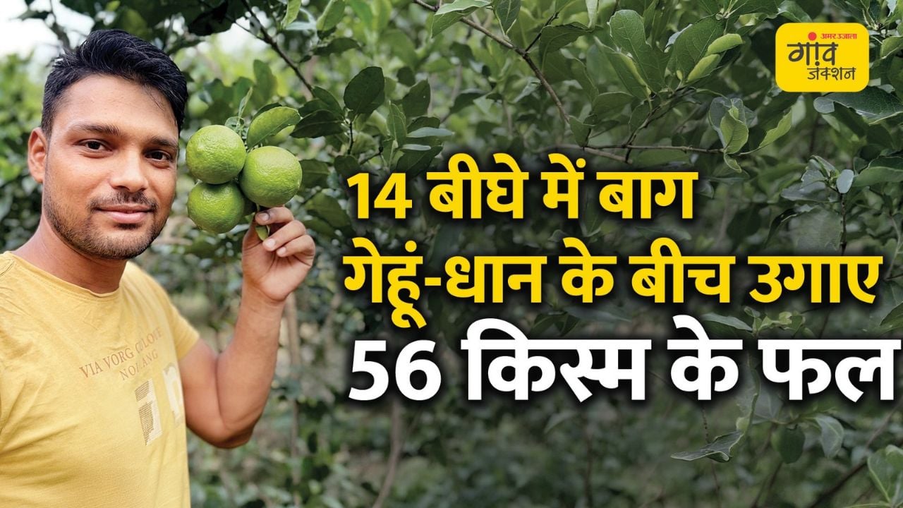 14 बीघे में बाग, गेहूं-धान के बीच उगाए 56 किस्म के फल 