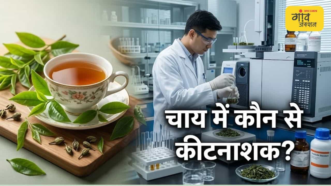 भारत की चाय में कीटनाशकों की कितनी होगी सीमा?