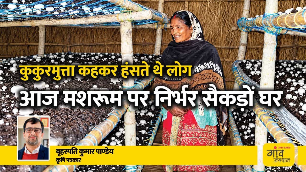 कुकुरमुत्ता कहकर हंसते थे लोग, आज मशरूम पर निर्भर सैकड़ों घर