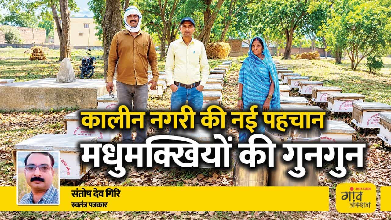 कालीन नगरी की नई पहचान, मधुमक्खियों की गुनगुन