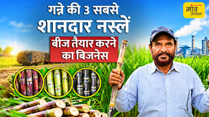 VIDEO: 25% higher profit by growing sugarcane for seed instead of for the mill; learn the complete method for