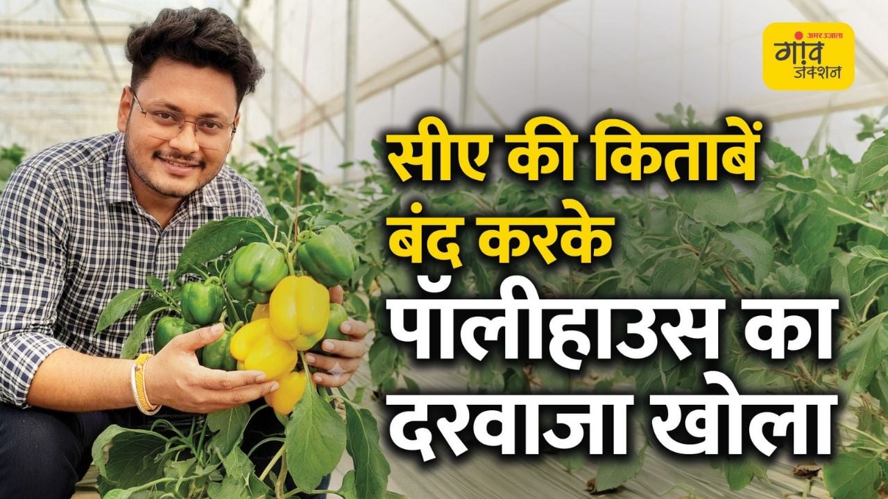 सीए की किताबें बंद करके पॉलीहाउस का दरवाजा खोला