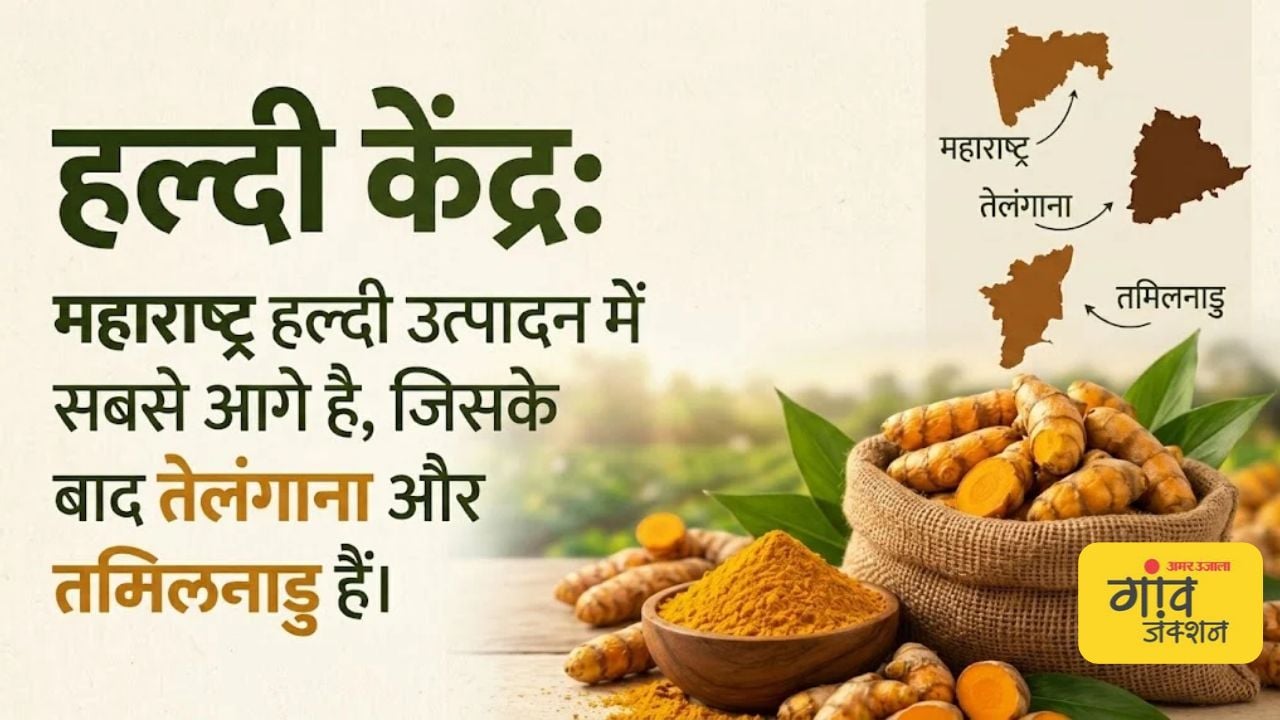 हल्दी उत्पादन में महाराष्ट्र की प्रमुख भूमिका