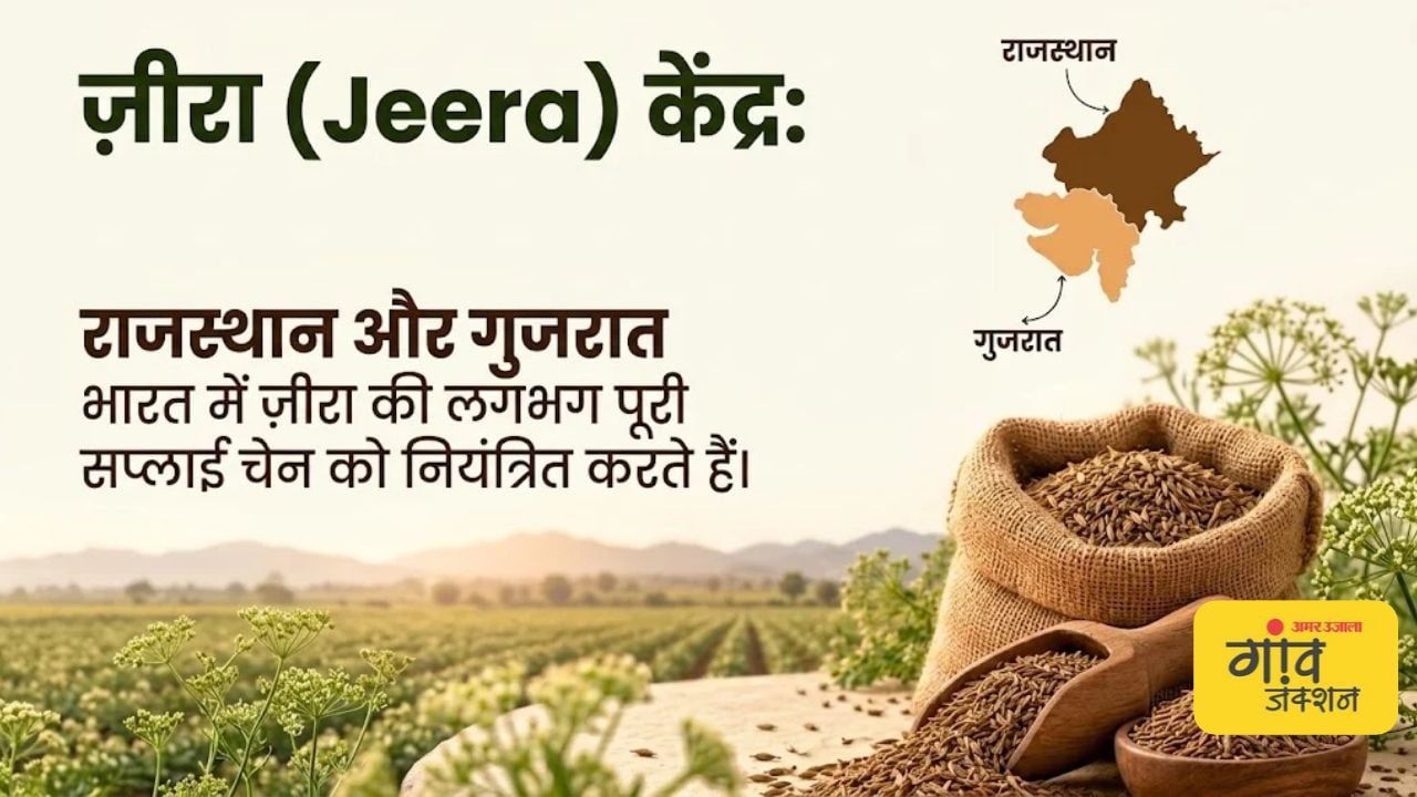 जीरे की खेती में राजस्थान और गुजरात आगे