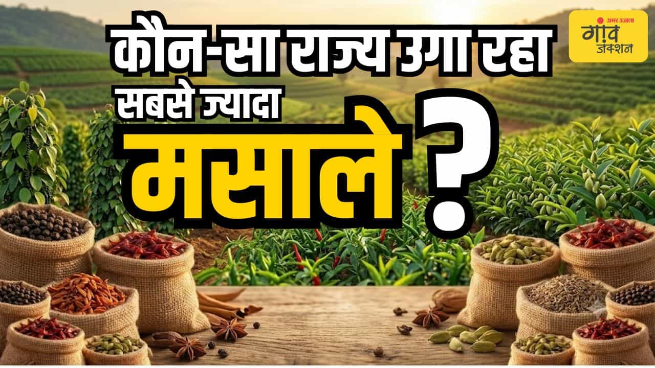 कौन-सा राज्य उगा रहा सबसे ज्यादा मसाले?