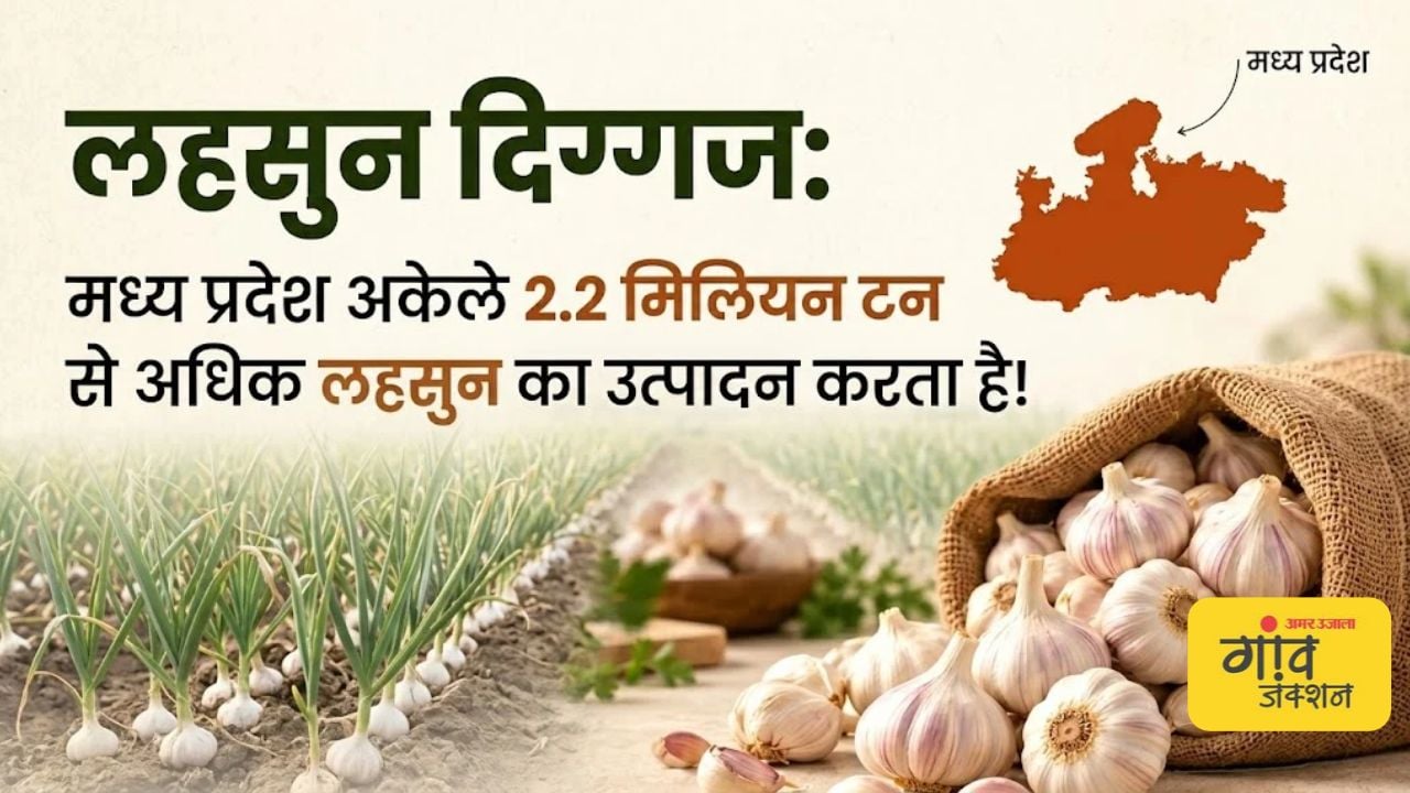 लहसुन उत्पादन में मध्य प्रदेश का दबदबा