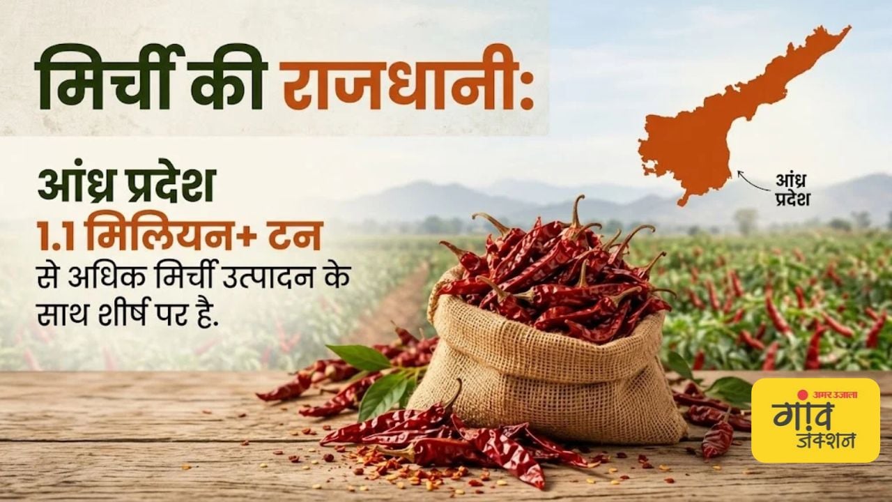 मिर्च उत्पादन में आंध्र प्रदेश आगे