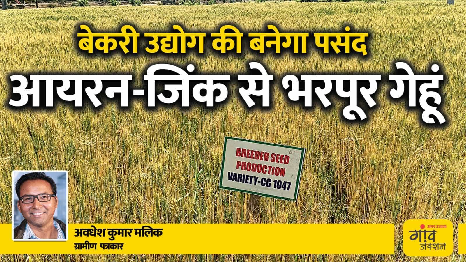 गेहूं की किस्म की खूबियों के कारण बिलासपुर के किसान इसे ‘बिलासपुरिया गेहूं’ के नाम से पुकारने लगे है