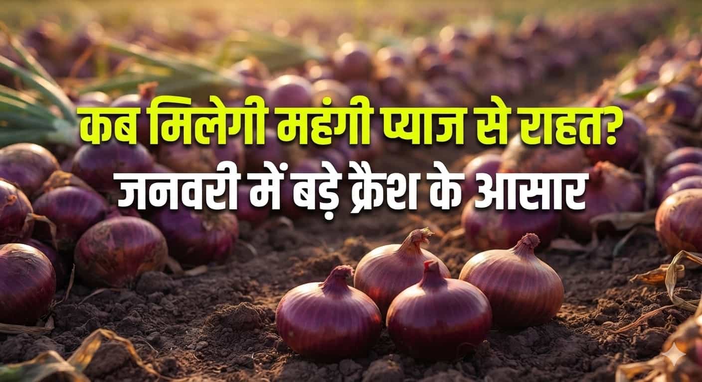 जनवरी में औंधे मुंह गिर सकते हैं प्याज के रेट।