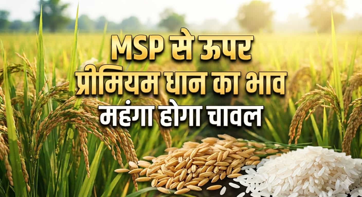प्रीमियम धान उगाने वाले किसानों की चांदी।