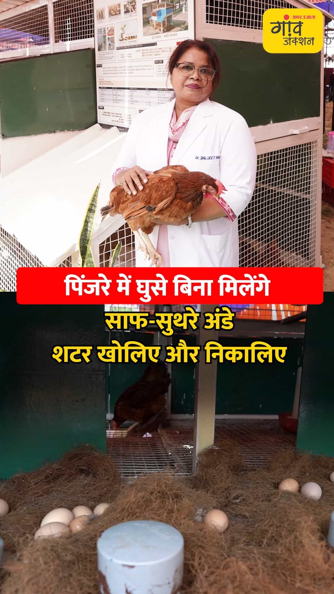 मुर्गियों के अंडे निकालने का आसान तरीका