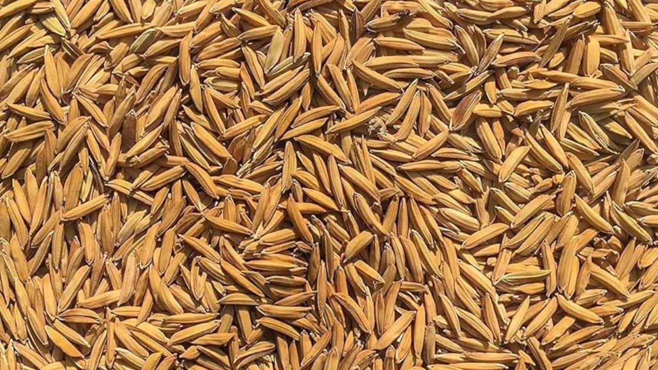 बासमती धान के दाम में 53% उछाल